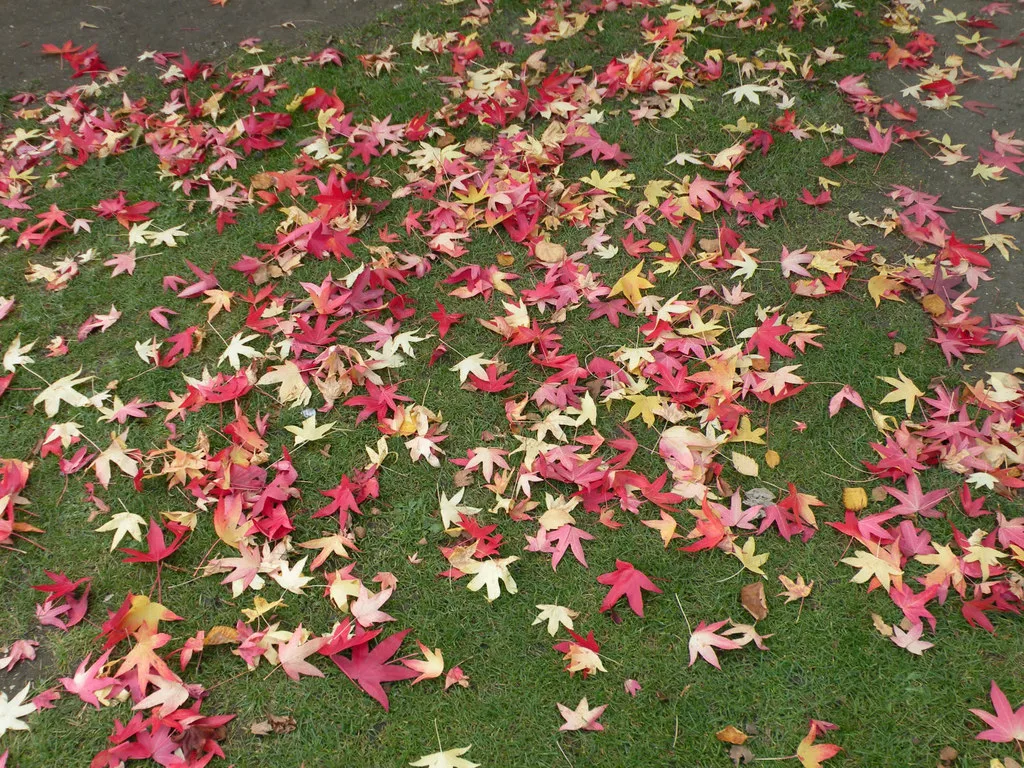 Autumn colour at Cambridge University Botanic Garden, which runs a magpie trail and free daily tours over half term